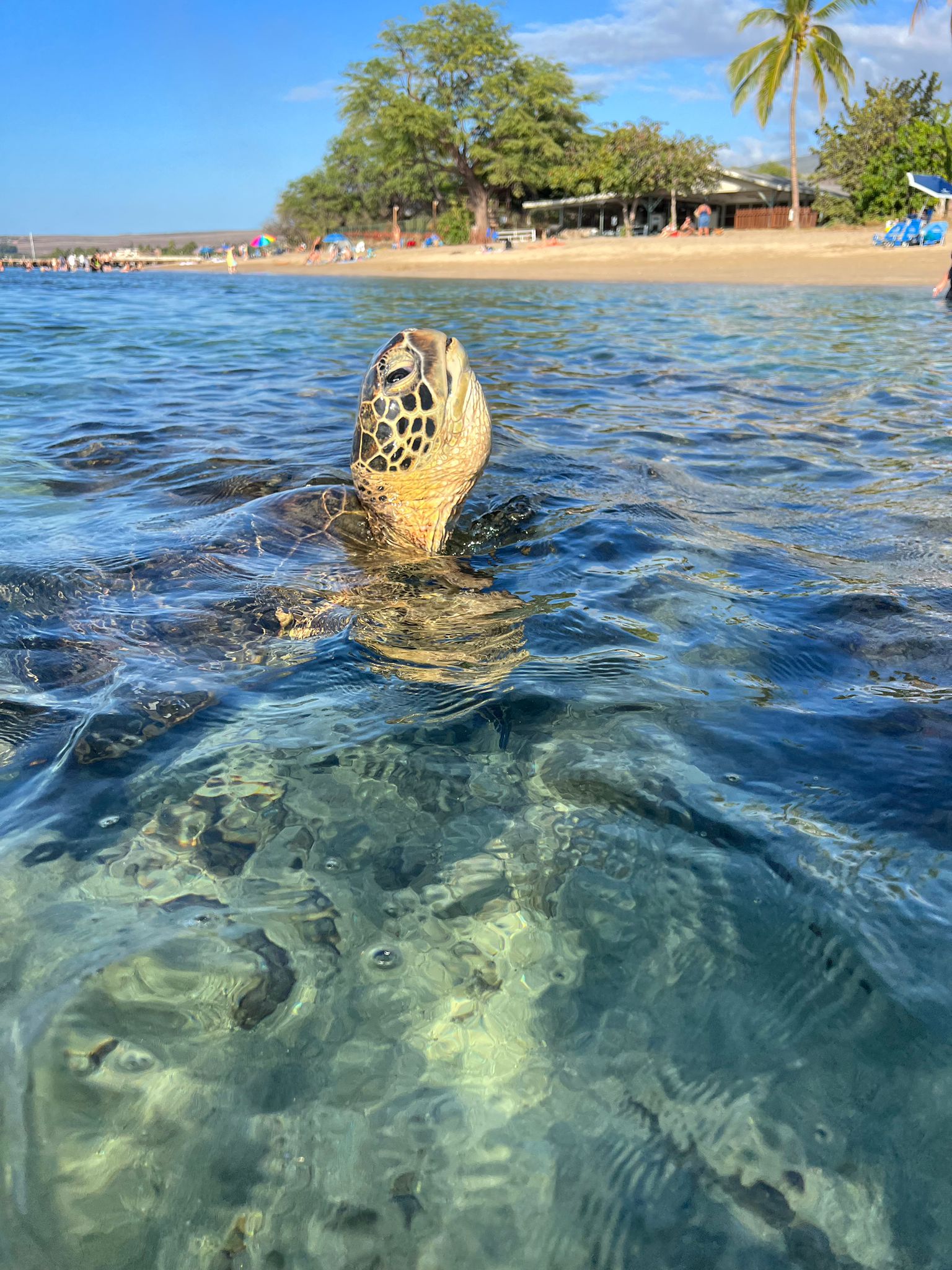 A sea turtle lifting its head above clear water beside a palm-lined beach